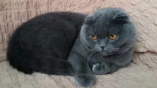 Ми з Маман.  Частина 1 🥰 #scottishfold #catsworld #cats