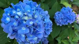 💙~ How to make Hydrangea blue ~ 💙