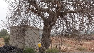 Poda de una higuera CENTENARIA, recuperación.