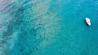 THOUSANDS OF SHARKS OFF FLORIDA COAST!!! (the annual blacktip migration)