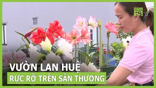 Hút mắt với vườn hoa lan huệ đẹp rực rỡ giữa thủ đô | VTC16