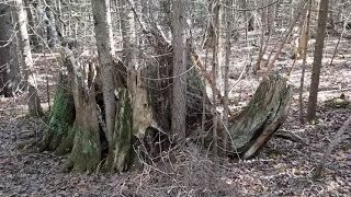 Stump Blind