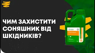 ІНСЕКТИЦИДИ ДЛЯ КОНТРОЛЮ ШКІДНИКІВ СОНЯШНИКУ. РАЗІТ, НАПОВАЛ, КАНОНІР ДУО, РЕГЕНТ.