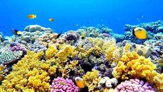 Our Planet’s Coral Reef Systems Are Significantly Larger Than Previously Believed