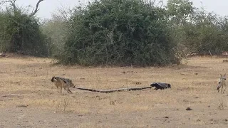 Python, Honey Badger & Jackal Fight Each Other