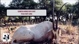 Scimitar Horned Oryx Hunt at Texas Hunt Lodge - Texas Exotic Hunt