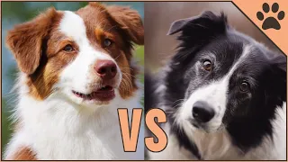 Border Collie vs Australian Shepherd - DIFFERENCES