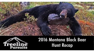2016 Montana Black Bear Hunt Recap