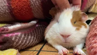 Ginni pig squeezing sound