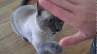 Siamese Cat High Fives Trick - Part 1