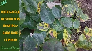 Top diseases that attack rose plant