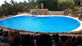 Loro Parque Teneriffa 2019 dolphin show