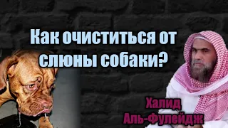 Как очиститься от слюны собаки?