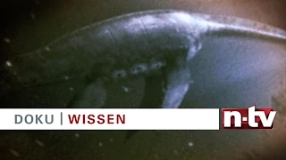 Top Secret! Das Geheimnis von Loch Ness am 26.08.2015 bei n-tv und online bei n-tv now