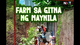 Urban farm sa Quezon City, PWDs ang namamahala | NXT