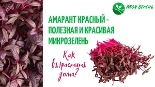 Амарант красный - как вырастить идеальную микрозелень?