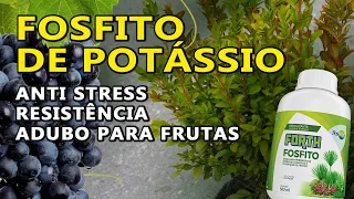 Fosfito de Potássio - Contra o Stress das Plantas, Fungos e um Adubo de Potássio para Frutíferas