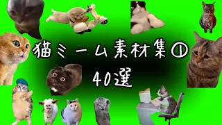 【猫ミーム 素材集 40選】 (Cat meme green screen)