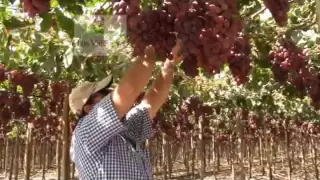 Cosecha de uvas en el fundo La Portada, Ica, PERÚ