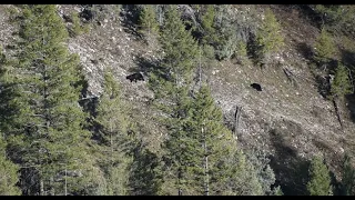 Spot and Stalk Spring Bear hunt 2020! NON-STOP