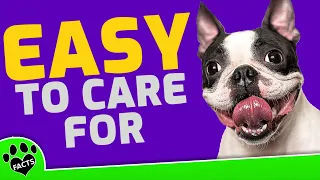 Top 7 Small Dogs That Are Easy to Take Care of - Dogs 101