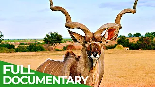 Saving Kenya's  Wildlife - Youth Safari | Giving Nature A Voice | Free Documentary Nature