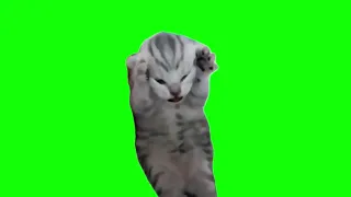 Green Screen Dramatic Kitten Meme | Screaming Cat Meme