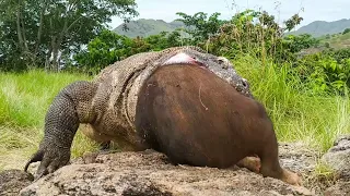 20 Moments Komodo Dragons Swallows Everything