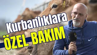 Kurbanlıklara ÖZEL BAKIM - Etten Süte