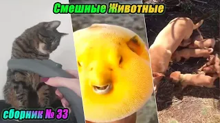 Смешные моменты с забавными кошками и весёлыми собаками. № 33