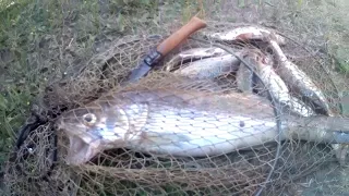 47 Ловим леща на "кольцо" с  эхолотом! Cудак схватил червя!//Russia Volga fishing pike реrch