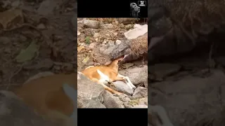 Komodo dragon vs goat | komodo eating a goat 🐐 short