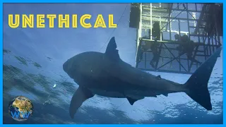 Is Cage Diving Ethical? Feat. Shark Bytes