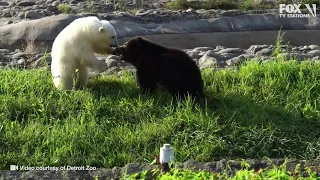 Orphaned grizzly bear becomes fast friends with polar bear cub at Detroit Zoo