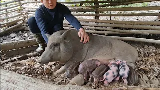 Wild boar gives birth at midnight, Survival Instinct, Wilderness Alone (ep138)