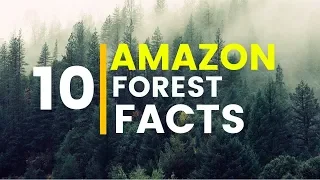 10 Amazing facts About Amazon Rainforest