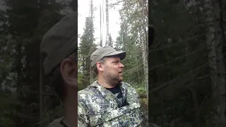 Незаконная вырубка леса в Смоленской области. Бобры лютуют! #shorts