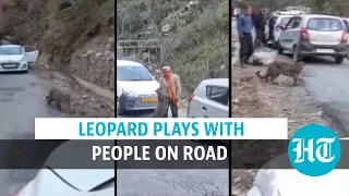 Watch: Playful leopard strolls on road, surprises people in Himachal's Kullu