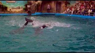 dolphin show 2010 odessa 3