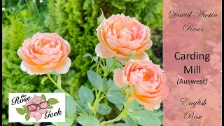 🌹 Carding Mill Rose / David Austin Romantic Rose / AUSwest