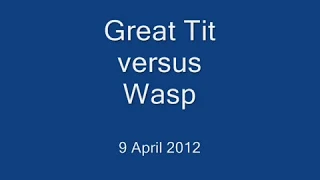 Great Tit versus Wasp!