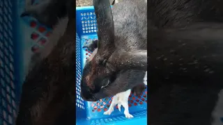 Rabbit Force Feeding - First Time Mother Bunny