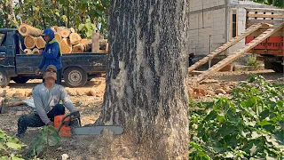 Cut down 3 trembesi trees quickly, Husqvarna 395xp chainsaw.