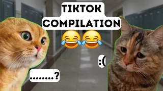 2 Cats Talking Meme | 2 Cat Talking Meme TikTok | Orange & Black Cat Meme Viral Cat Video