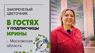 В гостях у Ирины. Московская область. Растение черепашка, фикусы, кислицы, кротон и другие зеленые