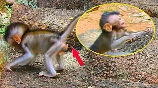 OMG ! baby Daniela afraid A chap until poo poo came out / Monkey Post