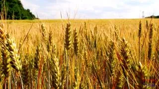 Fields Of Gold - 2Cellos