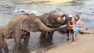 Слоны из питомника на Шри-Ланке:)