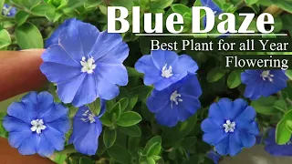 Blue Daze Flower || How to Grow Blue Daze Plant || Evolvulus Plant  All year flowering |