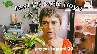 Fastest Growing Hoya vs Slowest Growing Hoya!